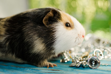 guinea pig, new year, good bokeh, and card