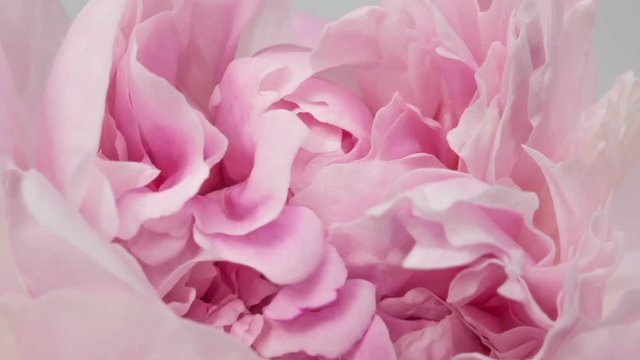 Beautiful pink peony background. Blooming peony flower outdoor, time lapse, closeup. Macro