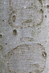 Smooth beech tree trunk surface for background