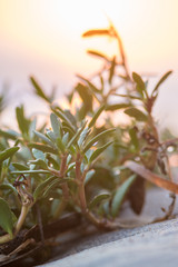 Plant on a sand in a sunset