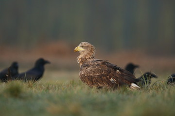 White tailed eagle (Haliaeetus albicilla)