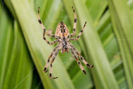 Nice macro photo of a spider with a natural green background