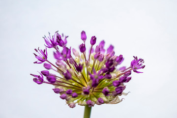 Closeup of the blossom of a Persian onion (allium cristophii) in the sunshine.