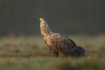 White tailed eagle (Haliaeetus albicilla)