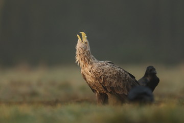 White tailed eagle (Haliaeetus albicilla)
