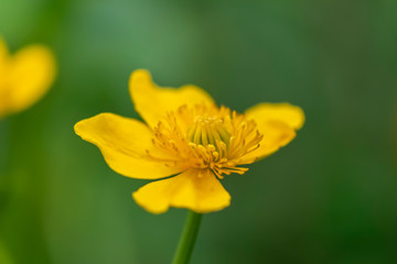 Closeup of the blossom of a marsh marigold (Caltha palustris) in the sunshine.