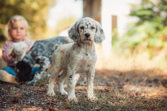 Cute english setter puppy playing in the farm. White hunting dog on black and brown dots. Playful dogs, playing outside in the yard.