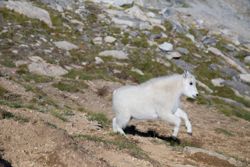 Valhalla Provincial Park in the West Kootenays a baby rocky mountain goat walking (Oreamnos americanus) in British Columbia, Canada.