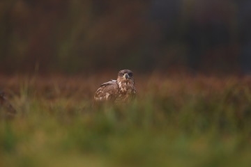 White tailed eagle (Haliaeetus albicilla)