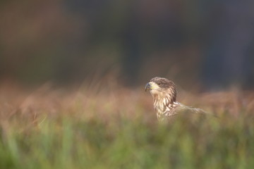 White tailed eagle (Haliaeetus albicilla)