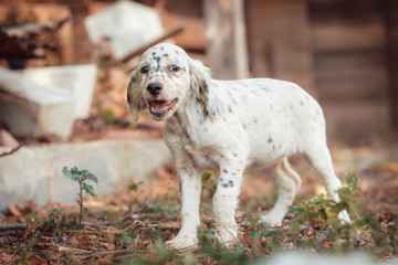 Cute english setter puppy playing in the farm. White hunting dog on black and brown dots. Playful dogs, playing outside in the yard.