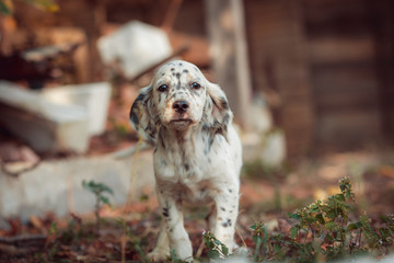 Cute english setter puppy playing in the farm. White hunting dog on black and brown dots. Playful...