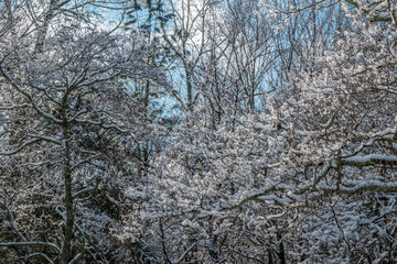 Snow on the tree branches