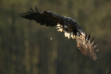 White tailed eagle (Haliaeetus albicilla)