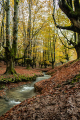 Otzarreta beech in autumn, Biscay, Basque Country