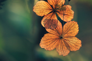 Selective focus on petal of dry hydrangea flower with nature green background
