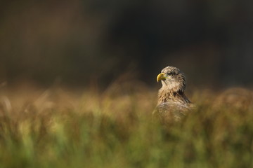 White tailed eagle (Haliaeetus albicilla)