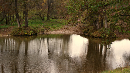 Fototapeta premium river in the forest