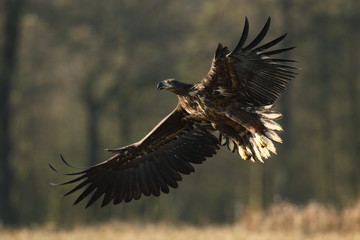 White tailed eagle (Haliaeetus albicilla)