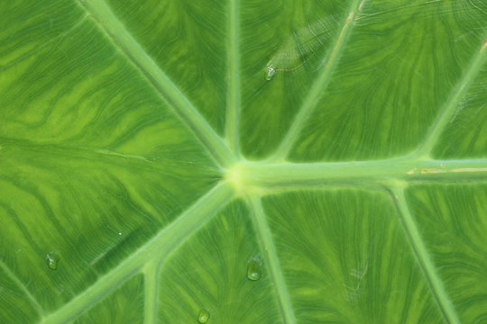 "Giant Elephant Ear" plant leaf (or Indian Taro) in St. Gallen, Switzerland. Its Latin name is Colocasia Gigantea, native to Southeast Asia.