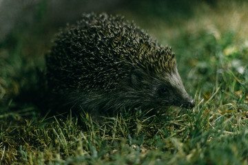 hedgehog in the grass at night