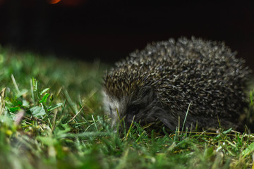 hedgehog in the grass at night