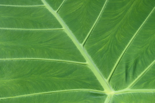 "Giant Elephant Ear" plant leaf (or Indian Taro) in St. Gallen, Switzerland. Its Latin name is Colocasia Gigantea, native to Southeast Asia.