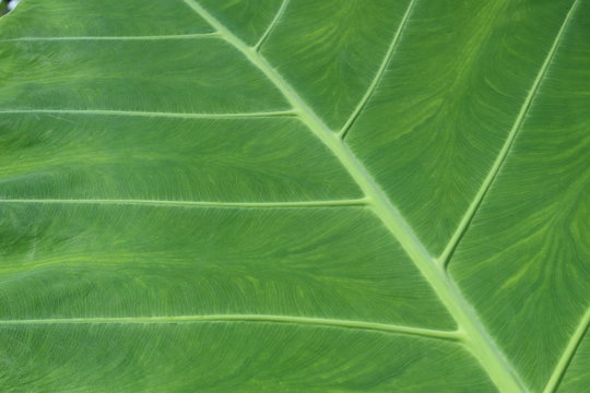 "Giant Elephant Ear" plant leaf (or Indian Taro) in St. Gallen, Switzerland. Its Latin name is Colocasia Gigantea, native to Southeast Asia.