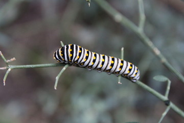 oruga