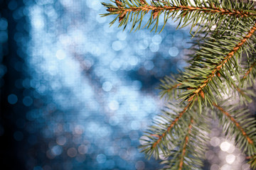 Fir branch on a bokeh background with blue-gray.