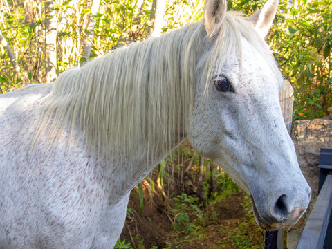 Close-up photography of the head of a fleabitten gray mare, captured near the colonial town of Villa de Leyva, in the Central Boyac&aacute; Province, part of the Colombian Department of Boyac&aacute;.
