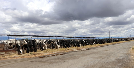 Fototapeta na wymiar Cows waiting for the slaughter van