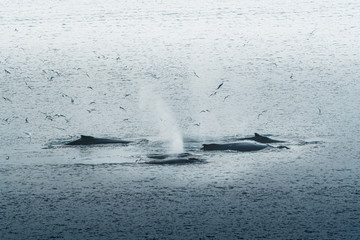 3 Humpback Whale dive near Ilulissat among icebergs. Their source is by the Jakobshavn glacier. The source of icebergs is a global warming and catastrophic thawing of ice, Disko Bay, Greenland