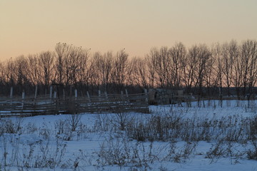 trees at sunset in winter