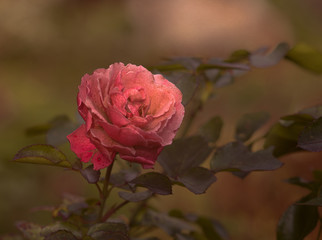 The last pink rose of the season