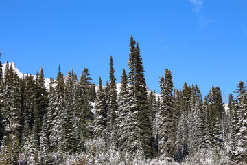 pine forest in winter