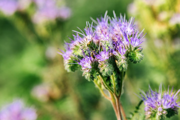 Lacy phacelia or Phacelia tanacetifolia flower in field