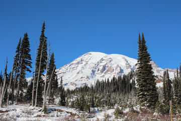 snow covered trees in mountains