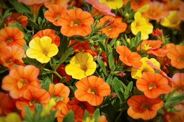 Flowerbed treasures. Yellow, red and oeange flowers with green leaves in a flowerbed