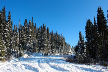 winter landscape with trees and snow