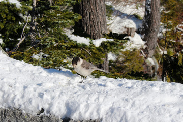 winter in forest