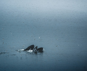 Aerial view of several humpback whales diving in the ocean with blue water and blow. Showing white fin in atlantic ocean. Photo taken in Greenland Disko bay island.