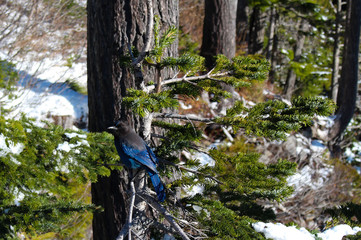 hiking in forest