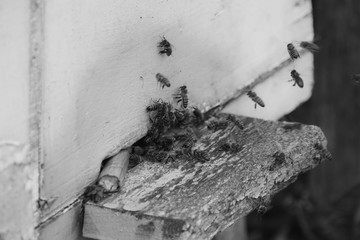 Natural background with beehive with honey bees on green grass in the garden. Vintage environmental concept. Beekeeping as agricultural activity. Wood and bees closeup Apiculture apiary. Queen bee.