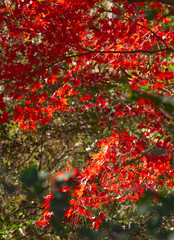 A red maple tree in fall color in the forest.