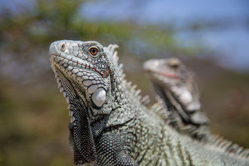 iguana leguan karibik