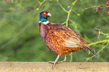 Pheasant, common ring-necked pheasant in winter, perched on a fence and looking backwards.  Horizontal.  Space for copy.