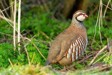 Partridge, Red-Legged or French Partridge in winter.  Stood in natural hedgerow habitat.  Facing right. Close up.  Horizontal.  Space for copy