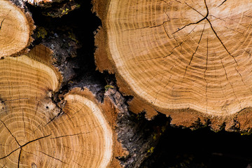 Wooden background. Macro wood cross section. Closeup of round slice of tree with annual rings and...