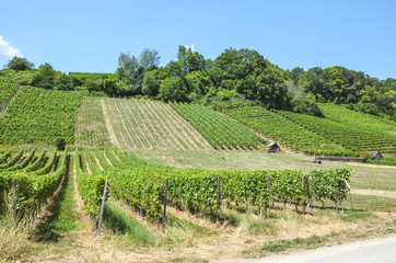 Fototapeta na wymiar Rows of green vineyards on the slope close to Neuchatel Lake in Switzerland. Photographed on a sunny summer day. Swiss wine region. Winegrowing in Switzerland